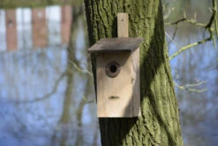 Beobachtungs Nistkasten Einblick | Vogelhäuser Von Dobar