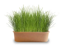 Pet-Buffet Katzengras Thin &amp; Fine (3 Tütchen) | Katzen Von Baza