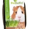 Pet-Buffet Meerschweinchen Delicieux (3 Tütchen) | Meerschweinchen Von Baza -Elho Compo Geschaft 556715 Pet Buffet Meerschweinchen delicieux 3 Tuetchen 18050520 bz 0