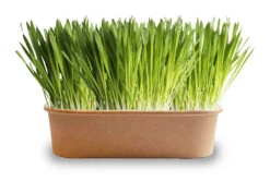 Pet-Buffet Kaninchen Gourmet (3 Tütchen) | Kaninchen Von Baza -Elho Compo Geschaft 556717 Pet Buffet Kaninchen gourmet 3 Tuetchen 18050540 bz 1