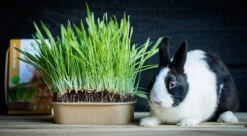 Pet-Buffet Kaninchen Gourmet (3 Tütchen) | Kaninchen Von Baza -Elho Compo Geschaft 556717 Pet Buffet Kaninchen gourmet 3 Tuetchen 18050540 bz 3