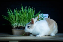 Pet-Buffet Kaninchen Gourmet (3 Tütchen) | Kaninchen Von Baza -Elho Compo Geschaft 556717 Pet Buffet Kaninchen gourmet 3 Tuetchen 18050540 bz 5