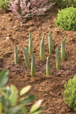 Blumenzwiebel Korb | Gartenzubehör Von Garland -Elho Compo Geschaft 558874 23 cm Blumenzwiebel Korb Klein 3 Stueck W0470 gl 2