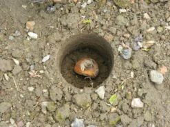 28 X 26 X 7,5 Cm Kurzstieliger Blumenzwiebel Pflanzer | Gartenzubehör Von Garland -Elho Compo Geschaft 558875 28 x 26 x 7 5 cm Kurzstieliger Blumenzwiebel Pflanzer W0474 gl 4