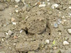 28 X 26 X 7,5 Cm Kurzstieliger Blumenzwiebel Pflanzer | Gartenzubehör Von Garland -Elho Compo Geschaft 558875 28 x 26 x 7 5 cm Kurzstieliger Blumenzwiebel Pflanzer W0474 gl 8