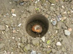 88 X 30,5 X 7,5 Cm Langstieliger Blumenzwiebel Pflanzer | Gartenzubehör Von Garland -Elho Compo Geschaft 558876 88 x 30 5 x 7 5 cm Langstieliger Blumenzwiebel Pflanzer W0475 gl 5