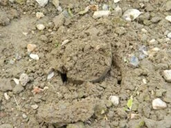 88 X 30,5 X 7,5 Cm Langstieliger Blumenzwiebel Pflanzer | Gartenzubehör Von Garland -Elho Compo Geschaft 558876 88 x 30 5 x 7 5 cm Langstieliger Blumenzwiebel Pflanzer W0475 gl 9