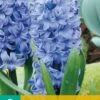 Hyazinthe Aqua (5 Stück) | Hyazinthenzwiebeln Von Jub Holland -Elho Compo Geschaft 559604 Hyazinthe Aqua 5 Stueck 300260 jb 0