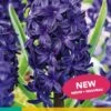 Hyazinthe Blue Trophy (5 Stück) | Hyazinthenzwiebeln Von Jub Holland -Elho Compo Geschaft 559606 Hyazinthe Blue Trophy 5 Stueck 300320 jb 0