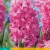 Hyazinthe Pink Pearl (5 Stück) | Hyazinthenzwiebeln Von Jub Holland -Elho Compo Geschaft 559610 Hyazinthe Pink Pearl 5 Stueck 300620 jb 0
