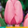 Tulpe Pink Impression (10 Stück) | Tulpenzwiebeln Von Jub Holland