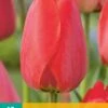 Tulpe Red Impression (10 Stück) | Tulpenzwiebeln Von Jub Holland -Elho Compo Geschaft 559662 Tulpe Red Impression 10 Stueck 302350 jb 0