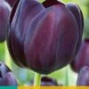 Tulpe Queen Of Night (7 Stück) | Tulpenzwiebeln Von Jub Holland -Elho Compo Geschaft 559666 Tulpe Queen of Night 10 Stueck 302600 jb 0