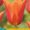 Tulpe Ballerina (7 Stück) | Tulpenzwiebeln Von Jub Holland -Elho Compo Geschaft 559668 Tulpe Ballerina 10 Stueck 302700 jb 0