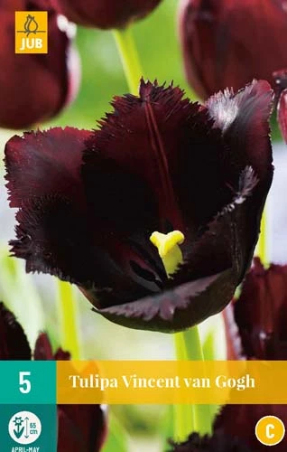 Tulpe Vincent Van Gogh (5 Stück) | Tulpenzwiebeln Von Jub Holland 3 Tulpe Vincent Van Gogh (5 Stück) | Tulpenzwiebeln Von Jub Holland