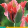 Tulpe Esperanto (7 Stück) | Tulpenzwiebeln Von Jub Holland -Elho Compo Geschaft 559686 Tulpe Esperanto 10 Stueck 303380 jb 0