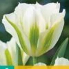 Tulpe Spring Green (7 Stück) | Tulpenzwiebeln Von Jub Holland -Elho Compo Geschaft 559691 Tulpe Spring Green 10 Stueck 303470 jb 0