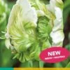 Tulpe Super Parrot (7 Stück) | Tulpenzwiebeln Von Jub Holland -Elho Compo Geschaft 559699 Tulpe Super Parrot 10 Stueck 303680 jb 0