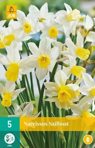 Narzisse Sailboat (5 Stück) | Narzissenzwiebeln Von Jub Holland 3 Narzisse Sailboat (5 Stück) | Narzissenzwiebeln Von Jub Holland