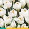Krokus Jeanne D'Arc (10 Stück) | Krokuszwiebeln Von Jub Holland -Elho Compo Geschaft 559797 Krokus Jeanne d Arc 10 Stueck 307420 jb 0