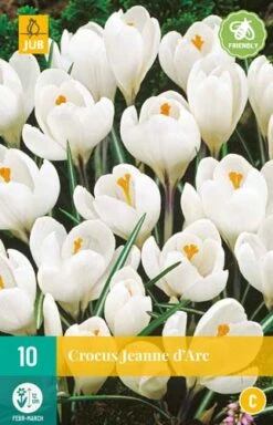 Krokus Jeanne D'Arc (10 Stück) | Krokuszwiebeln Von Jub Holland