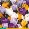 Krokus Grootbloemig Mix (10 Stück) | Krokuszwiebeln Von Jub Holland -Elho Compo Geschaft 559800 Krokus grootbloemig Mix 10 Stueck 307510 jb 0