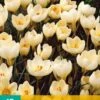 Krokus Cream Beauty (15 Stück) | Krokuszwiebeln Von Jub Holland