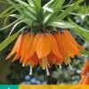 Fritillaria Imp. Aurora (1 Stück) | Kaiserkronenzwiebeln Von Jub Holland -Elho Compo Geschaft 559850 Frittilaria imp Aurora 1 Stueck 309700 jb 0