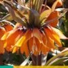 Fritillaria Imp. Sunset (1 Stück) | Kaiserkronenzwiebeln Von Jub Holland -Elho Compo Geschaft 559853 Frittilaria imp Sunset 1 Stueck 309740 jb 0