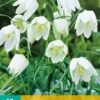 Fritillaria Meleagris Alba (10 Stück) | Kaiserkronenzwiebeln Von Jub Holland -Elho Compo Geschaft 559857 Frittilaria meleagris Alba 10 Stueck 309850 jb 0