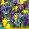 Iris Dwarf Mix (15 Stück) | Schwertlilienknollen Von Jub Holland -Elho Compo Geschaft 559866 Iris Dwarf Mix 15 Stueck 310400 jb 0