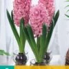 Hyazinthe Pink Pearl (3 Stück) | Hyazinthenzwiebeln Von Jub Holland -Elho Compo Geschaft 559925 Hyazinthe Pink Pearl 3 Stueck 312130 jb 0