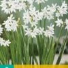 Narzisse Paperwhite (5 Stück) | Narzissenzwiebeln Von Jub Holland -Elho Compo Geschaft 559927 Narzisse Paperwhite 5 Stueck 312210 jb 0