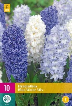 Hyazinthe Blue Water Mix (10 Stück) | Hyazinthenzwiebeln Von Jub Holland