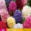 Hyazinthe Mix (10 Stück) | Hyazinthenzwiebeln Von Jub Holland -Elho Compo Geschaft 559934 Hyazinthe Mix 10 Stueck 322090 jb 0
