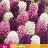 Hyazinthe Pastel Mix (10 Stück) | Hyazinthenzwiebeln Von Jub Holland -Elho Compo Geschaft 559935 Hyazinthe Pastel Mix 10 Stueck 322110 jb 0