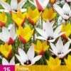 Tulpe Belles Tulipes (25 Stück) | Tulpenzwiebeln Von Jub Holland -Elho Compo Geschaft 559938 Tulpe Belles Tulipes 25 Stueck 322250 jb 0