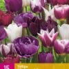 Tulpe Blueberry Mix (15 Stück) | Tulpenzwiebeln Von Jub Holland -Elho Compo Geschaft 559940 Tulpe Blueberry Mix 15 Stueck 322300 jb 0