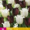 Tulpe Breakdance (15 Stück) | Tulpenzwiebeln Von Jub Holland -Elho Compo Geschaft 559941 Tulpe Breakdance 15 Stueck 322325 jb 0