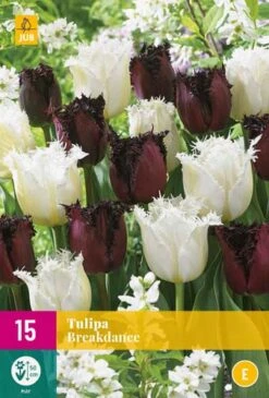Tulpe Breakdance (15 Stück) | Tulpenzwiebeln Von Jub Holland