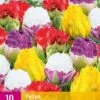 Tulpe Candy Love (10 Stück) | Tulpenzwiebeln Von Jub Holland -Elho Compo Geschaft 559942 Tulpe Candy Love 10 Stueck 322333 jb 0