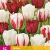 Tulpe Dutch Design Mix (15 Stück) | Tulpenzwiebeln Von Jub Holland