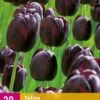 Tulpe Queen Of Night (20 Stück) | Tulpenzwiebeln Von Jub Holland -Elho Compo Geschaft 559963 Tulpe Queen of Night 20 Stueck 322660 jb 0