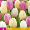 Tulpe Sorbet Mix (15 Stück) | Tulpenzwiebeln Von Jub Holland