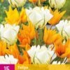 Tulpe Sunbath (15 Stück) | Tulpenzwiebeln Von Jub Holland -Elho Compo Geschaft 559968 Tulpe Sunbath 15 Stueck 322686 jb 0
