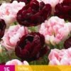 Tulpe Sweet Desire Mix (15 Stück) | Tulpenzwiebeln Von Jub Holland -Elho Compo Geschaft 559969 Tulpe Sweet Desire Mix 15 Stueck 322690 jb 0