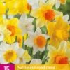 Narzisse Grootkronig Mix (15 Stück) | Narzissenzwiebeln Von Jub Holland -Elho Compo Geschaft 559988 Narzisse Grootkronig Mix 15 Stueck 322990 jb 0