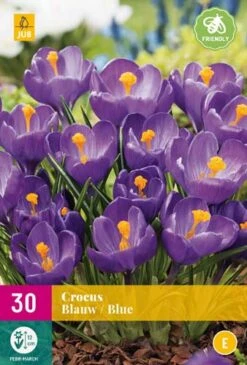 Krokus Blauw (30 Stück) | Krokuszwiebeln Von Jub Holland