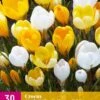 Krokus Geel-Wit (30 Stück) | Krokuszwiebeln Von Jub Holland -Elho Compo Geschaft 559998 Krokus Geel Wit 3 Stueck 323330 jb 0