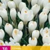 Krokus Wit (30 Stück) | Krokuszwiebeln Von Jub Holland 1 Krokus Wit (30 Stück) | Krokuszwiebeln Von Jub Holland -Elho Compo Geschaft 559999 Krokus Wit 3 Stueck 323340 jb 0